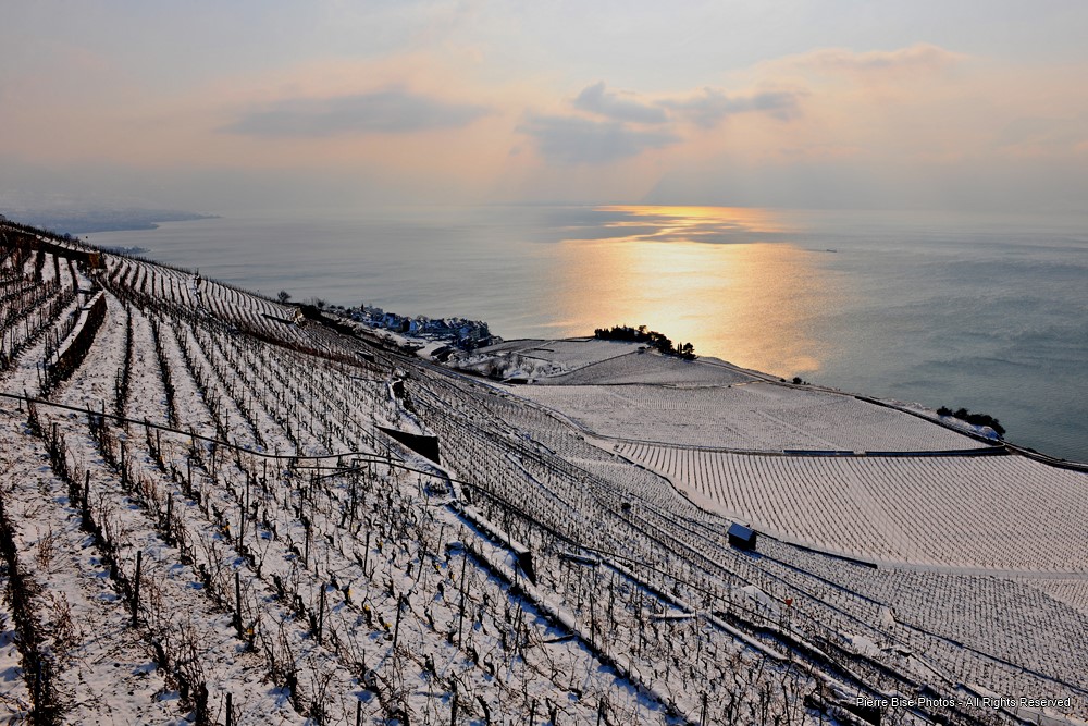 Lavaux